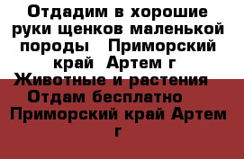  Отдадим в хорошие руки щенков маленькой породы - Приморский край, Артем г. Животные и растения » Отдам бесплатно   . Приморский край,Артем г.